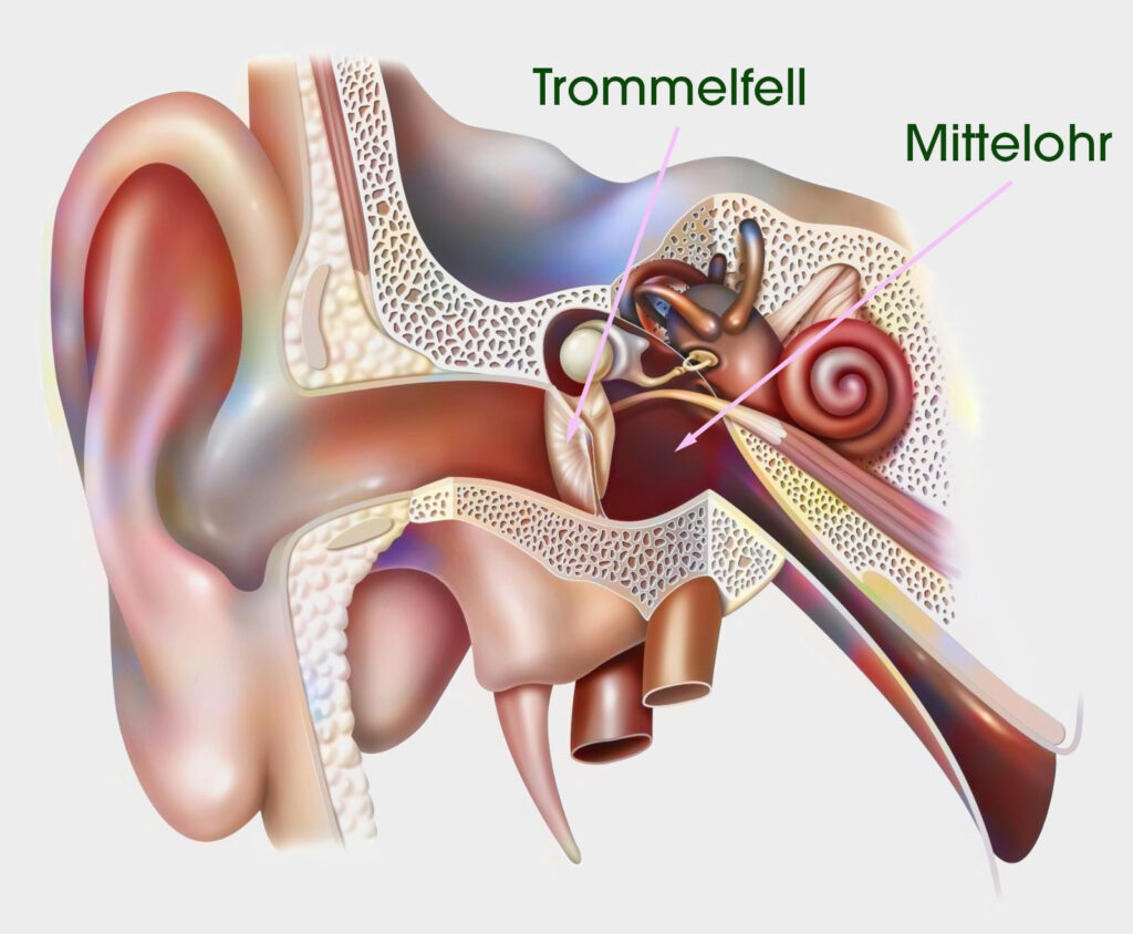 Grafische Darstellung des menschlichen Gehörs. Aussenohr, Mittelohr, Innenohr. Mittelohr und Trommelfell sind mit Pfeilen bezeichnet.
